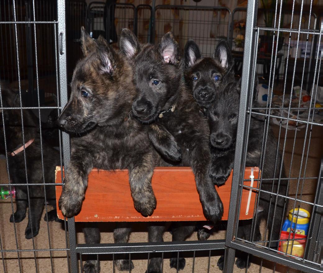 Castratie geen automatisme